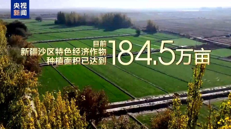 沙漠里也能养海鲜、种水稻？看新疆如何“点沙成金”