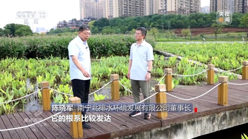 焦点访谈丨城市“绿心”生长记：三城共绘生态宜居图