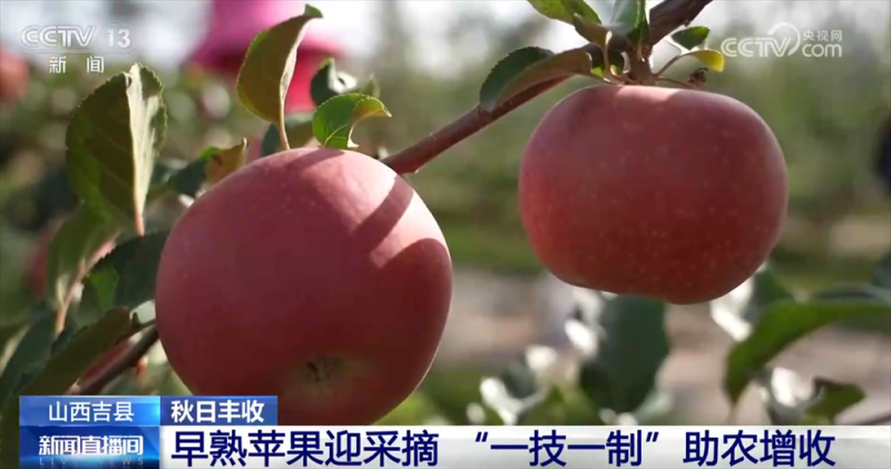 特色产业绘就秋日好“丰”光 果蔬飘香激活乡村振兴“新引擎”
