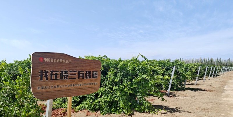 新疆吐鲁番：小葡萄串起大产业
