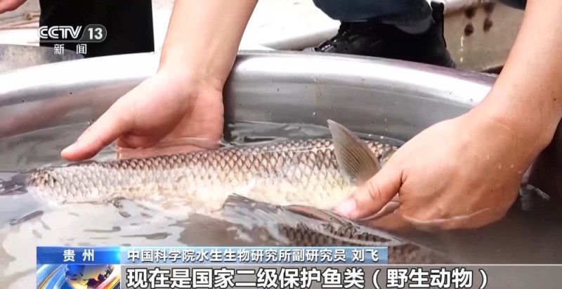 长江十年禁渔“期中卷”成绩亮眼 全流域鱼类资源总体恢复明显