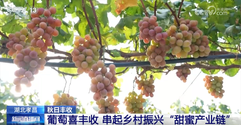 特色产业绘就秋日好“丰”光 果蔬飘香激活乡村振兴“新引擎”