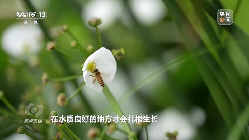 焦点访谈丨城市“绿心”生长记：三城共绘生态宜居图