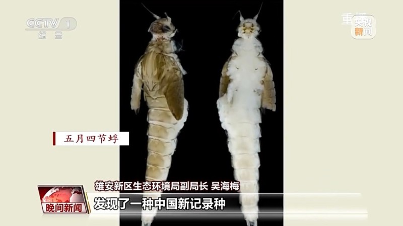 看见美丽中国丨共同守护一泓清水 在藕花深处看生态蝶变