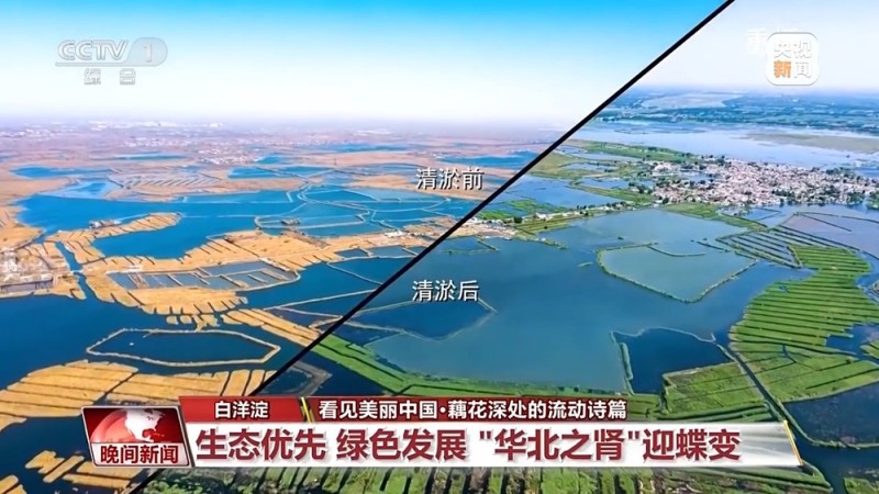 看见美丽中国丨共同守护一泓清水 在藕花深处看生态蝶变