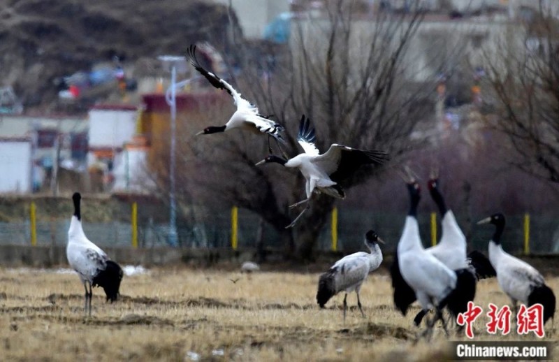 人这一辈子,一定要去一趟西藏!