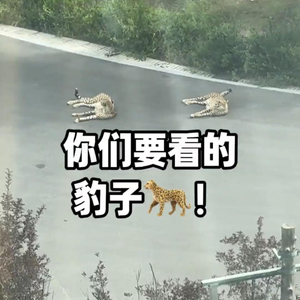 太原一小区现“豹景房”，业主发视频请粉丝围观非洲豹“上下班”，园方：门票10元，欢迎近距离参观