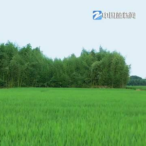 第一视点丨对良渚遗址的保护 习近平同志倾注心血