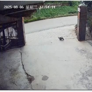 养了三十多年的鳄龟被过路司机抱走，主人恳求“不要杀它”，警方介入