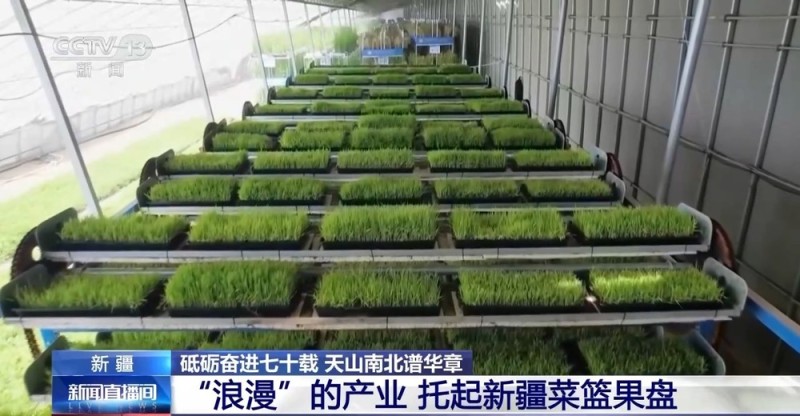 砥砺奋进七十载 天山南北谱华章丨沙漠上的“浪漫”产业 托起新疆菜篮果盘