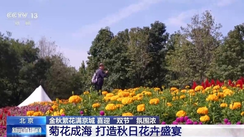 闻桂香、赏菊海、拍“萌宠” 北京秋花进入盛花期