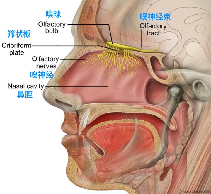 「闻到清新的皂味,总会想起小时候在老家」香味为什么会影响我们的情绪?你记忆中有「特别的味道」吗?