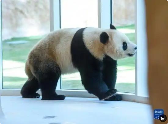 以色列袭击卡塔尔,中国网友急了:我们的两只大熊猫怎么样了?多哈动物园独家回应