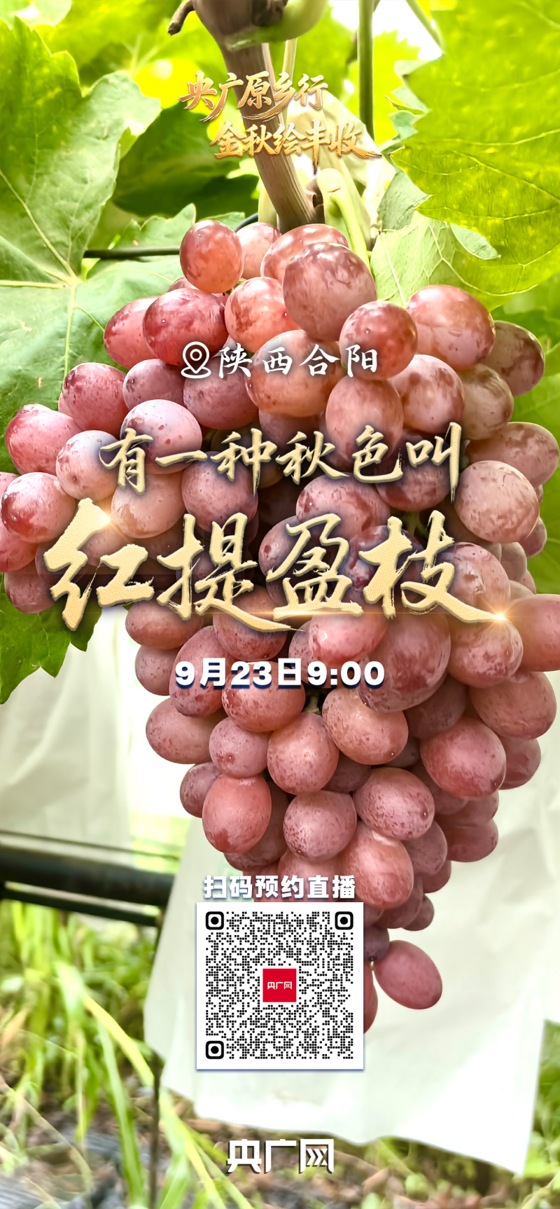 有一种秋色叫“丰收”！9月23日，邀您共赏大江南北最炽热的丰收喜悦
