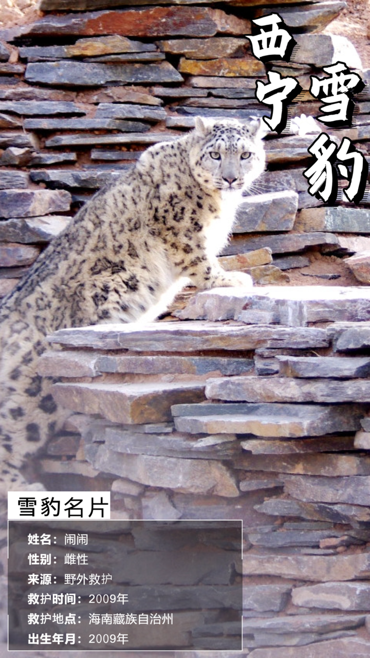 雪豹“闹闹”逃匿！正在搜寻