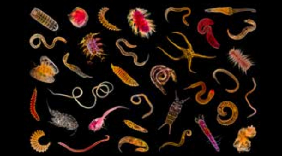 第十二届中法环境月盛大启幕，共筑绿色未来