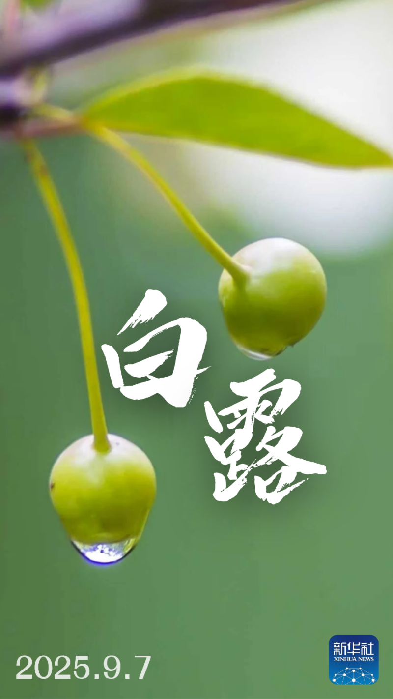 白露来了！