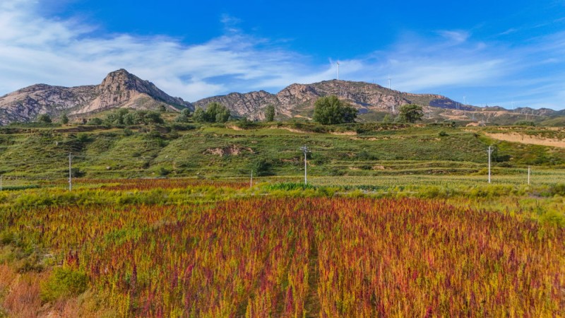 黄土高原上的丰收故事：一穗藜麦，引领养生“新潮流”