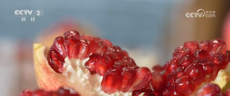 小果实“撬动”大产业 特色种植激活乡村振兴新动能