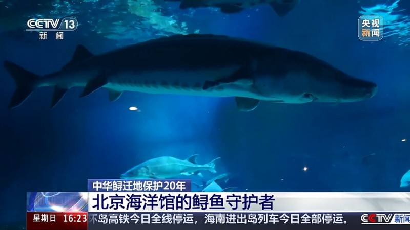 “保姆级”保育精心呵护 海洋馆里“鲟鱼爸爸”的暖心日常