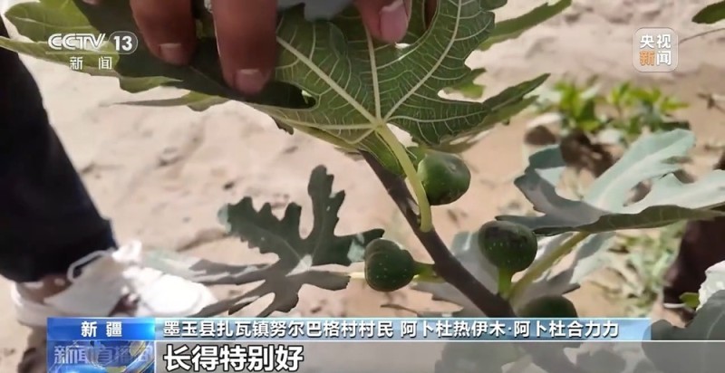 砥砺奋进七十载 天山南北谱华章丨十年巧治流沙 台特玛湖焕然新生