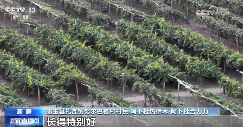 砥砺奋进七十载 天山南北谱华章｜“绿围脖”旁生机勃勃 扩边增绿工程结出“致富果”
