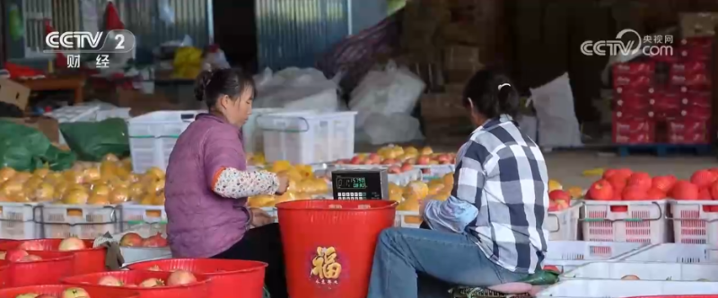 小果实“撬动”大产业 特色种植激活乡村振兴新动能