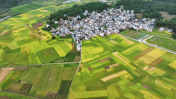 又是一年丰收时｜丰收时节享美景，农文商旅融合铺就乡村振兴画卷