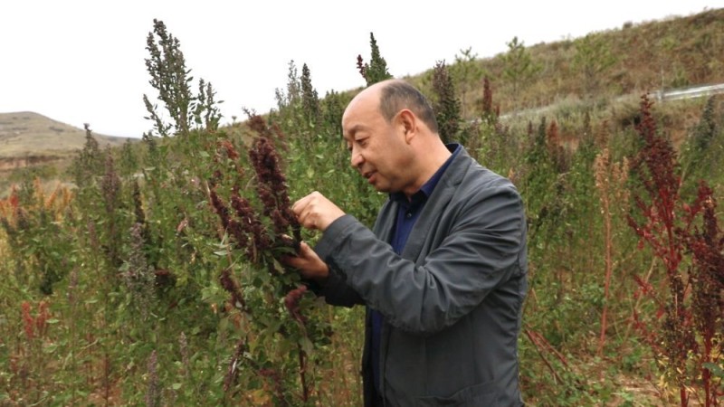 黄土高原上的丰收故事：一穗藜麦，引领养生“新潮流”