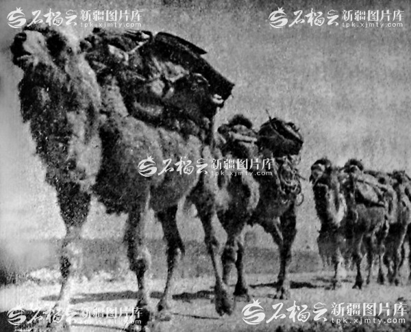 昆仑肝胆护山河――抗战中的新疆与祖国同呼吸共命运