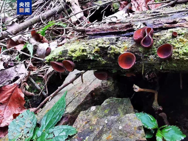 广西大明山保护区发现真菌新种