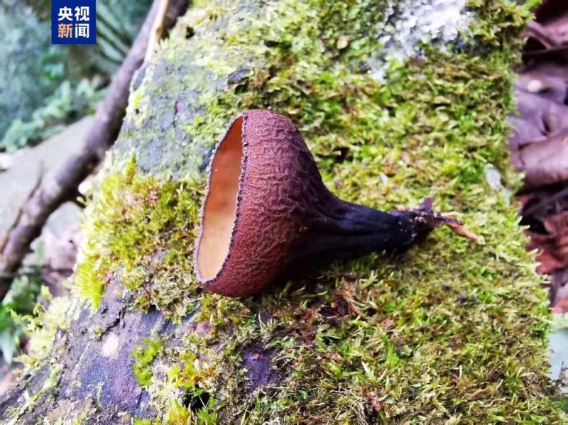 广西大明山保护区发现真菌新种