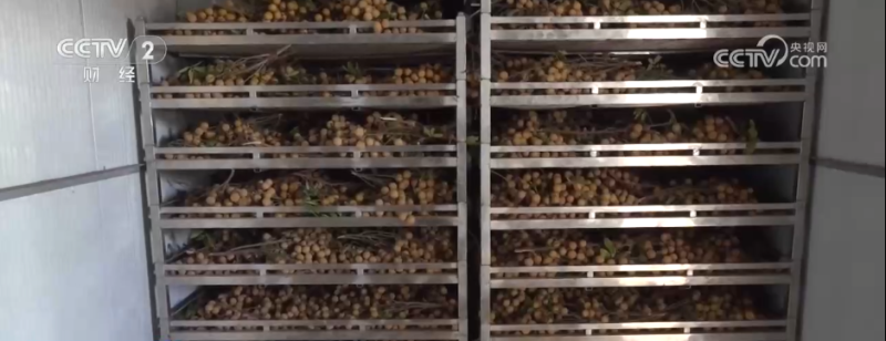 小果实“撬动”大产业 特色种植激活乡村振兴新动能