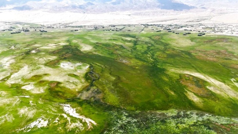 新疆塔什库尔干县：守护高原金草滩 湿地为卷写新篇