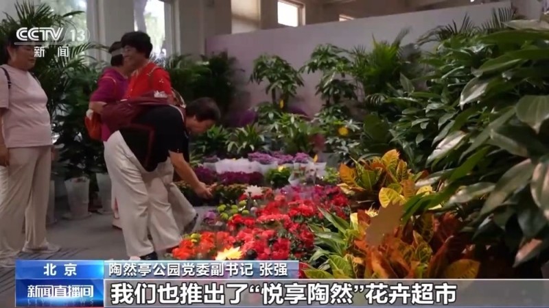 闻桂香、赏菊海、拍“萌宠” 北京秋花进入盛花期