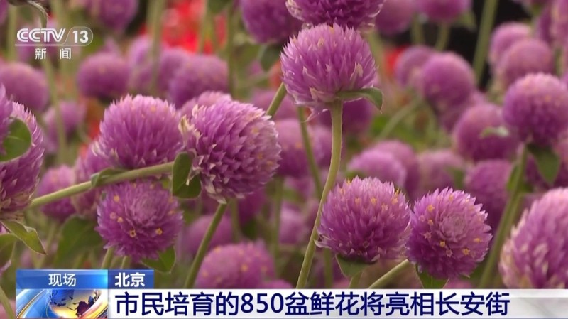 为祖国献礼 北京市民培育的850盆鲜花将亮相长安街