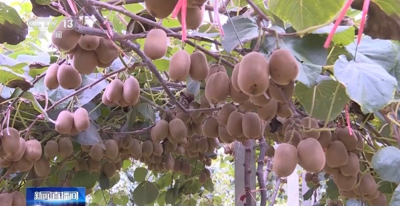 从田间到餐桌全链条保障 双节“菜篮子”量足质优
