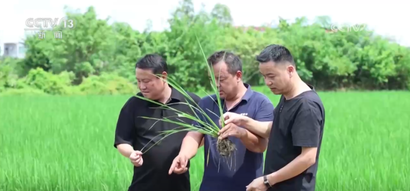 “良种良技+智慧农机”为秋收保驾护航 科技为丰产丰收“添码加力”