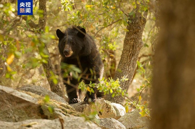 野外遇猛兽如何自救？收藏这份保命法则