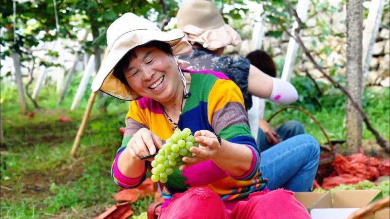 新华视点｜金秋丰收画卷：特色产业富农家 科技赋能稳粮仓