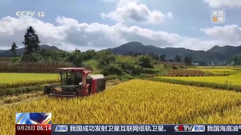 我国主产区秋粮陆续成熟 即将迎来大面积收获