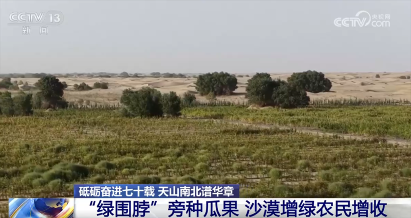 砥砺奋进七十载 天山南北谱华章｜“绿围脖”旁生机勃勃 扩边增绿工程结出“致富果”