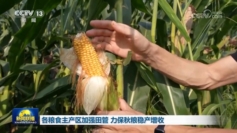 各粮食主产区加强田管 力保秋粮稳产增收