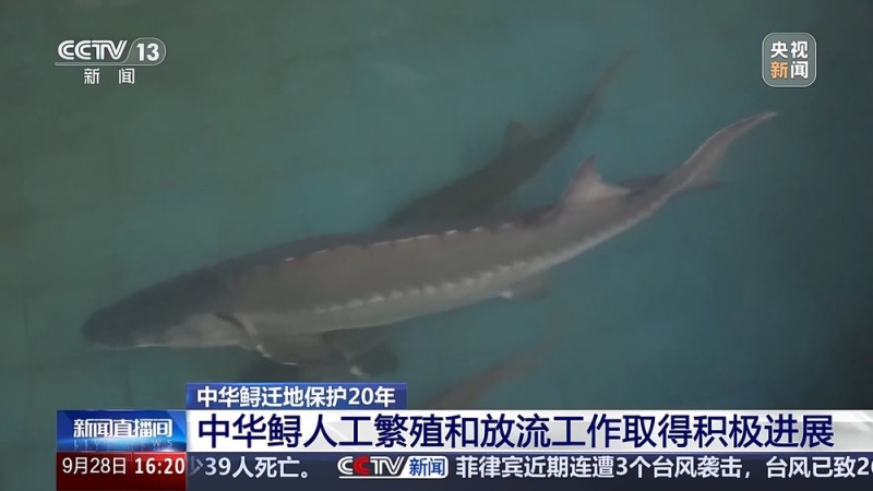 “保姆级”保育精心呵护 海洋馆里“鲟鱼爸爸”的暖心日常