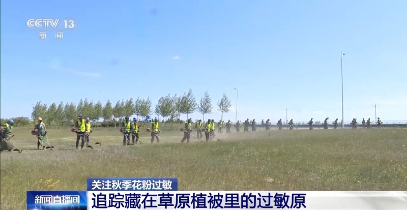北方进入秋季花粉高峰期 区分过敏和感冒有这几点→
