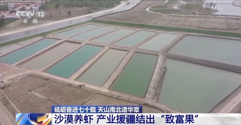 砥砺奋进七十载 天山南北谱华章丨沙漠里养虾让百姓的日子越过越红火
