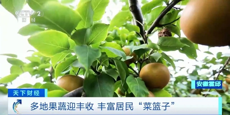 数字赋能农业，电商冷链畅通！今秋“菜篮子”“果盘子”产销两旺
