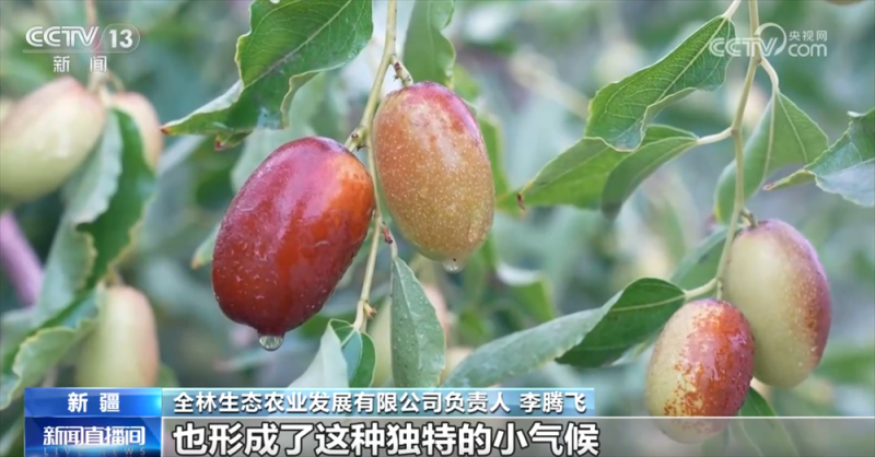 砥砺奋进七十载 天山南北谱华章｜“绿围脖”旁生机勃勃 扩边增绿工程结出“致富果”