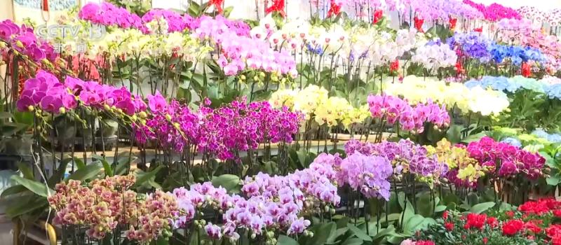 “果盘子”物丰量足、海鲜花卉购销火热 假日消费市场供需两旺活力足