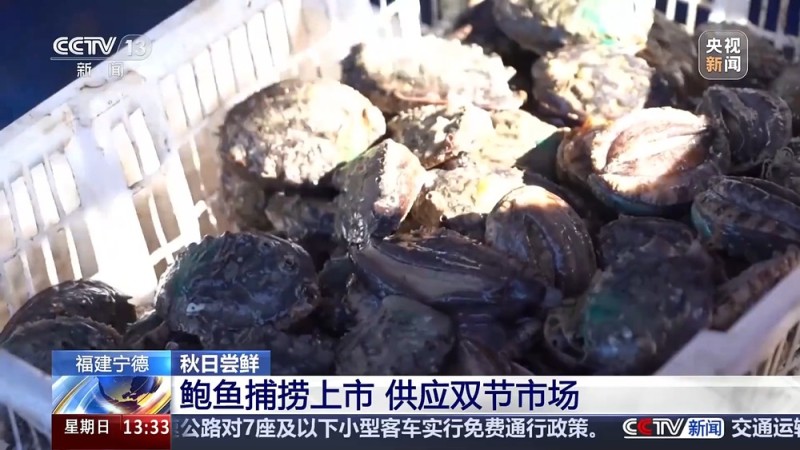 古法晒虾、板栗烧鸡 各地宝藏秋日鲜味已上桌